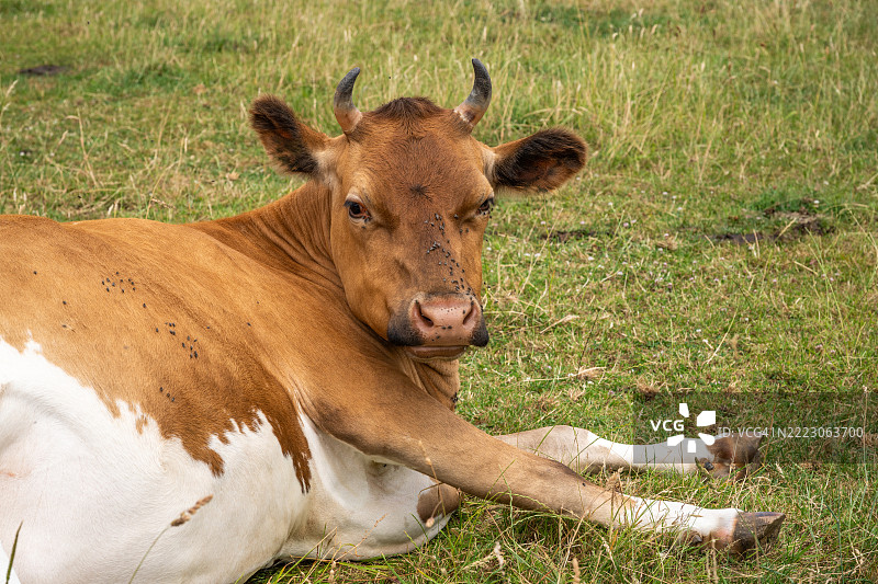 牛在草地上休息，身边有苍蝇。图片素材