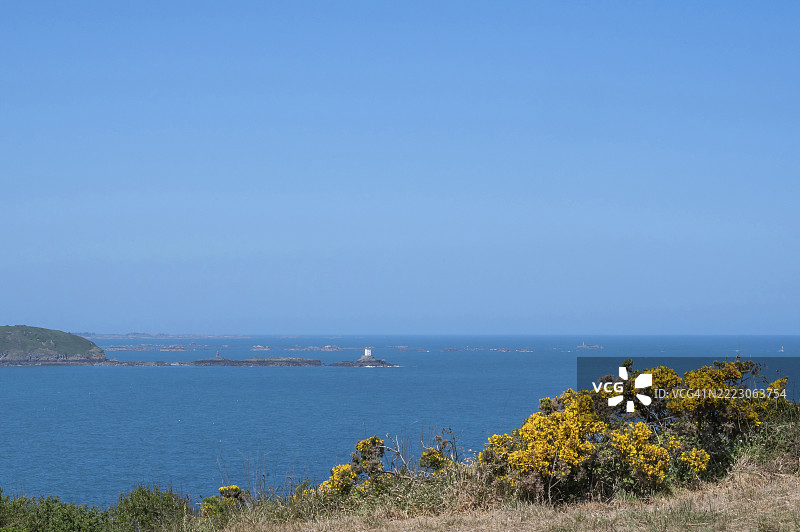 从GR 34长途徒步旅行道和悬崖之路俯瞰开花的荨麻，位于比尔福角到梅兹-德-戈洛群岛的洛斯特-皮克灯塔，圣布里厄湾，科特迪瓦-阿摩尔省，布列塔尼，法国。图片素材