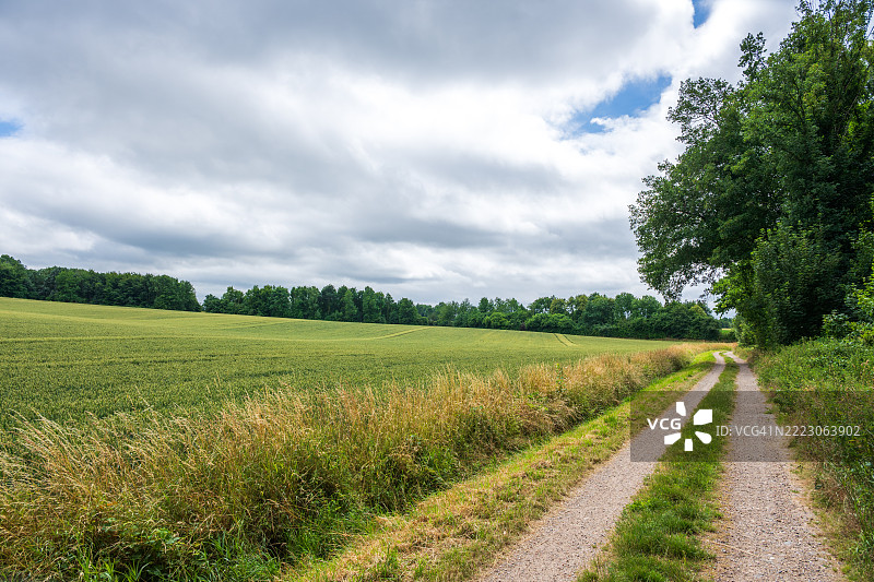 乡村泥土小路旁边是郁郁葱葱的农田图片素材