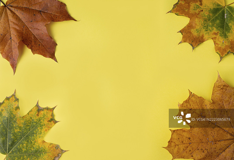 枫叶躺在黄色背景上，留有空白空间图片素材