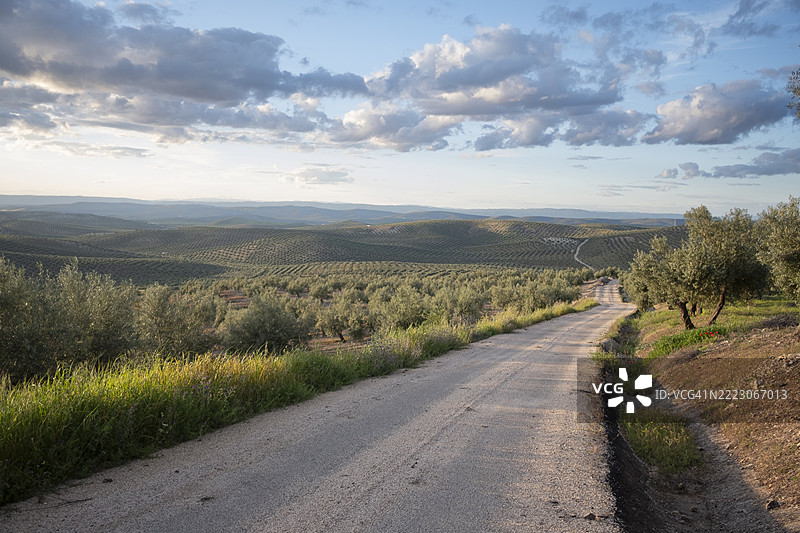 阴天的西班牙橄榄树道路图片素材