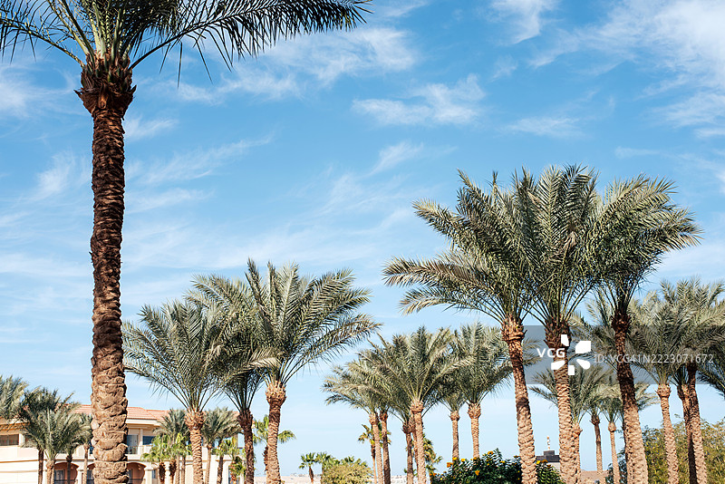 棕榈树与蓝天相映成趣。通用的美丽度假背景。自然。图片素材