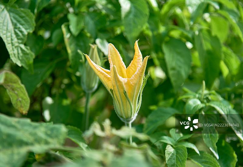 有机农业 - 南瓜花特写图片素材