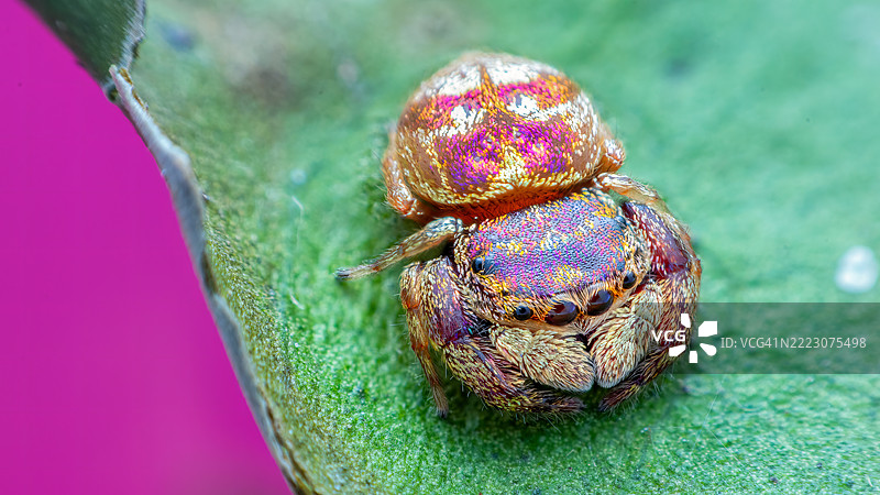 紫金色跳蛛（Irura bidenticulata）图片素材