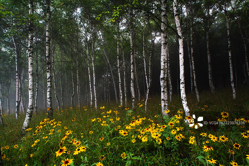 白桦裸菊图片素材