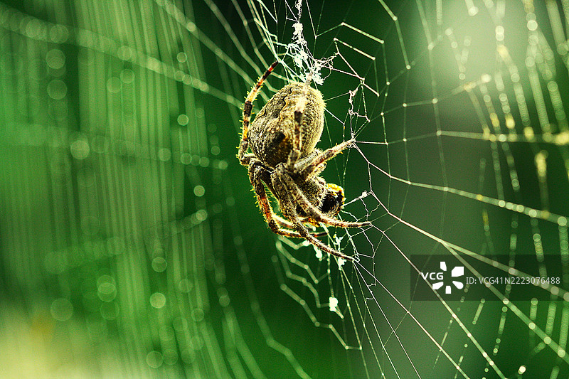 山蜘蛛，蛛形纲图片素材
