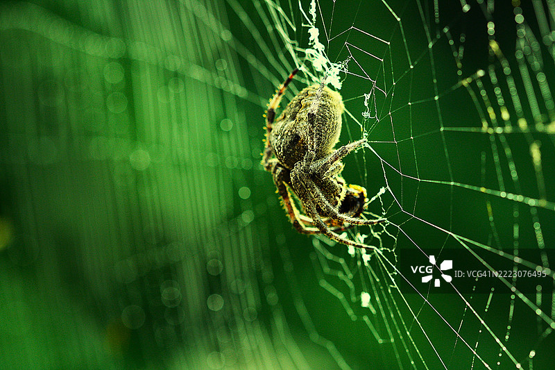 山蜘蛛，蛛形纲图片素材