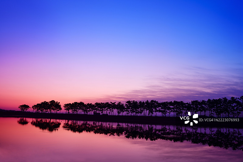 全州郡桂花里的一棵松树。桂花岛。松树。日出。倒影。图片素材