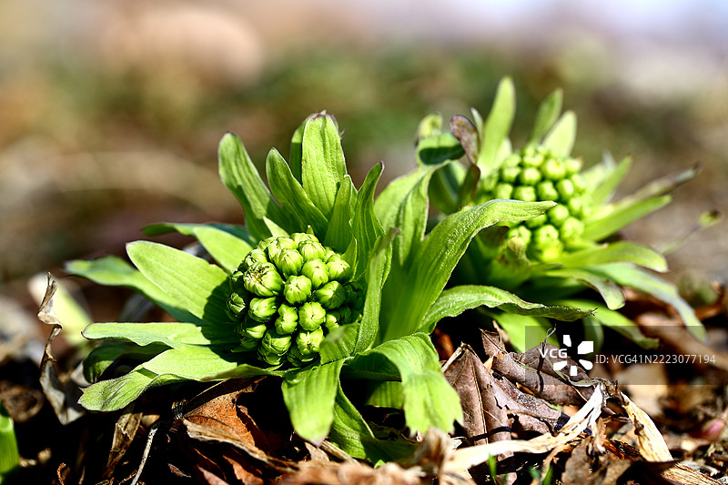 蒲公英图片素材