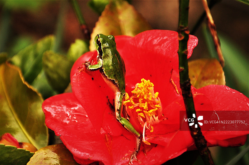 山茶花树蛙，树蛙科图片素材