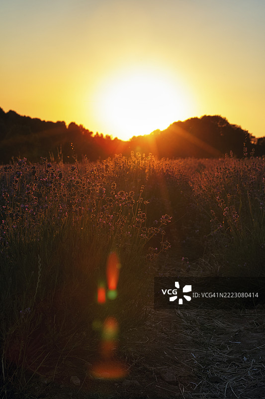 日落时分的阳光照耀下的薰衣草花朵，阳光束，光线反射，来自福尔豪森的薰衣草田，德特莫尔德，东威斯特法伦-利佩，特奥图堡森林，北莱茵-威斯特法伦，德国，欧洲图片素材