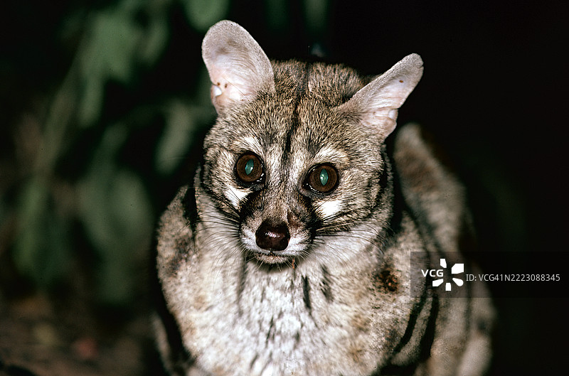 基因特图片素材