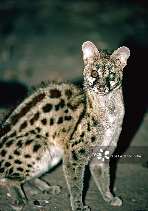 基因特图片素材