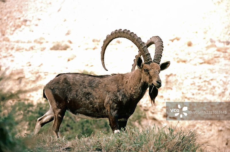 努比亚山羊图片素材