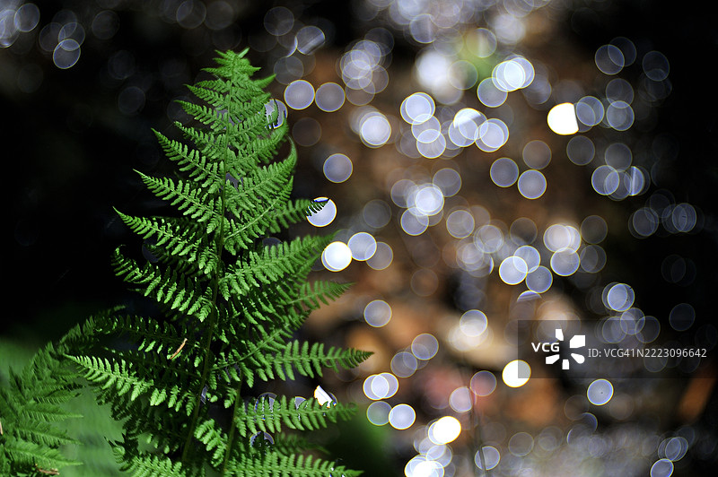 雌蕨的叶子图片素材