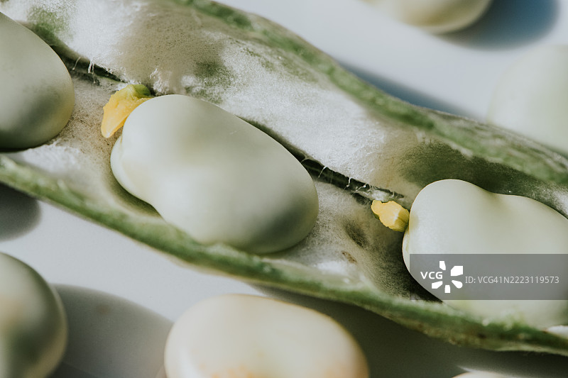 新鲜的蚕豆荚展示出鲜艳的绿色和光滑的质地，正值夏季收获季节。图片素材