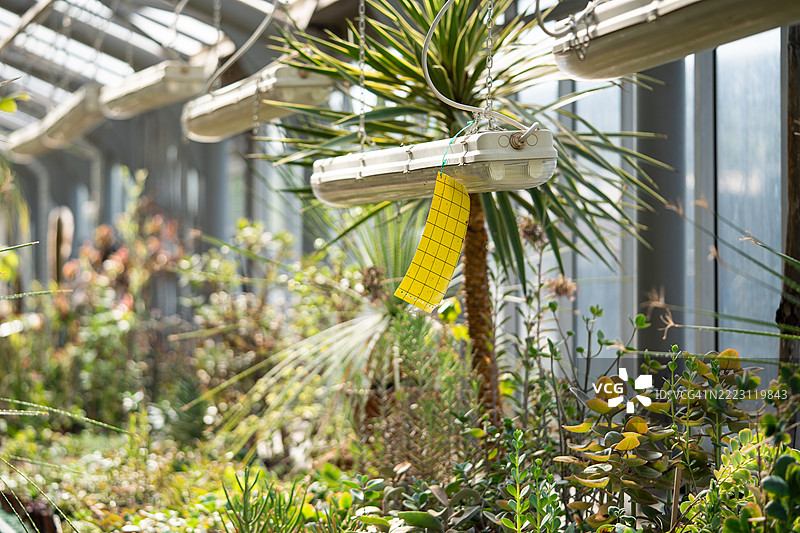 无毒的黄色粘虫板用于温室中的白蝴蝶、昆虫和害虫，特写镜头图片素材