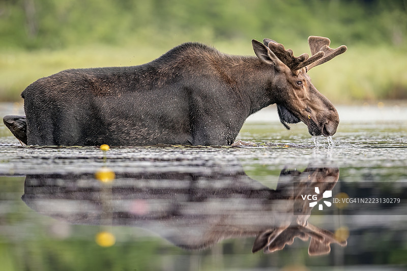 天鹅绒般的倒影图片素材