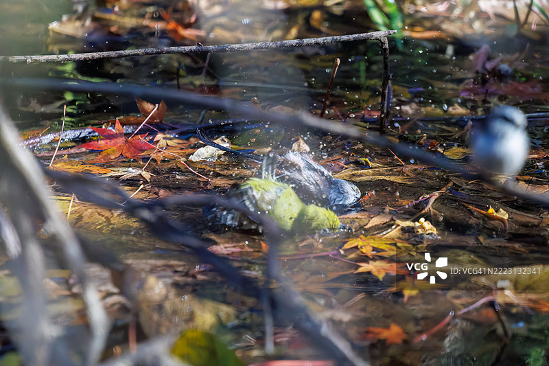 一群可爱的长尾山雀（Aegithalos caudatus，山雀科）和日本白眼（Zosterops Japonica，目白科）在拍打翅膀飞出，正在溪流中洗澡。图片素材