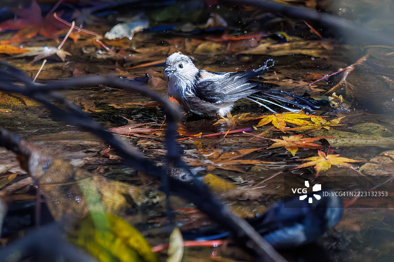一群可爱的长尾山雀（Aegithalos caudatus，山雀科）和日本白眼（Zosterops japonica，目白科）在拍打翅膀飞出，正在溪流中洗澡。图片素材
