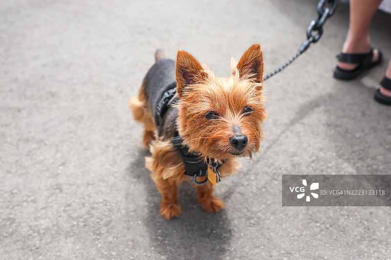 澳大利亚丝毛梗图片素材