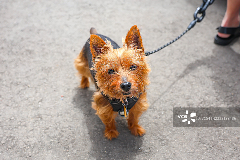 澳大利亚丝毛梗图片素材