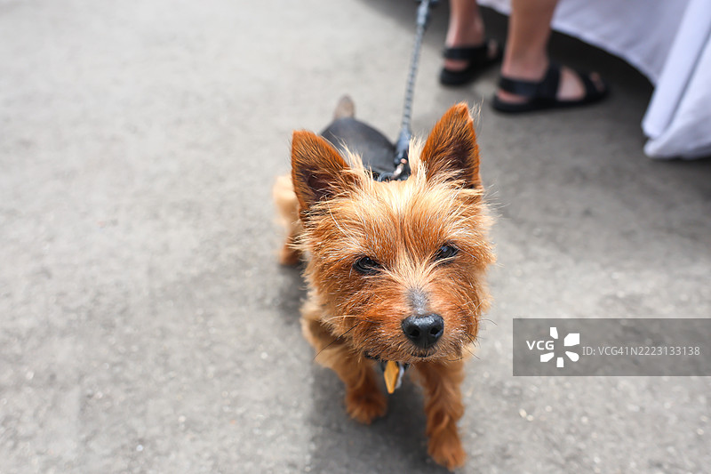 澳大利亚丝毛梗图片素材
