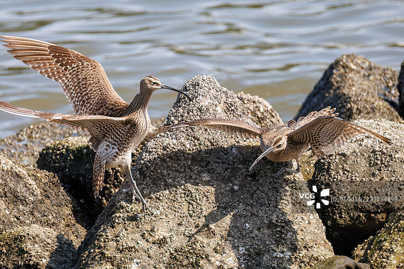 斑头雁，学名：Numenius phaeopus。它们正在与同类争斗，拍打着翅膀飞走。图片素材