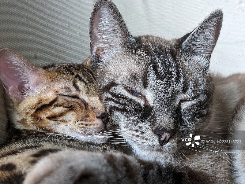 孟加拉小猫和暹罗猫在睡觉图片素材