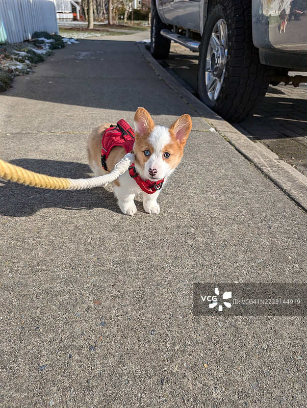 牵着狗绳的小柯基犬图片素材