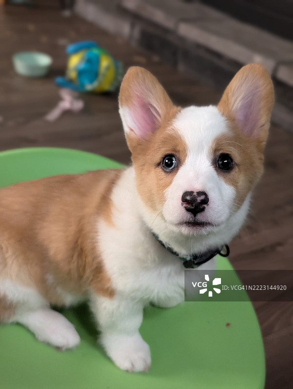 柯基小狗图片素材