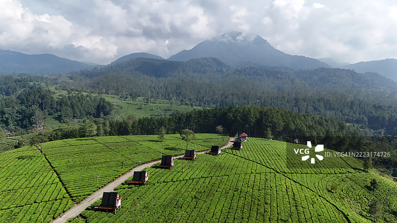西爪哇印度尼西亚潘加伦甘茶园的自然美景。图片素材