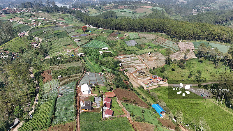 印度尼西亚西爪哇的潘加伦甘茶园的美丽风景。图片素材