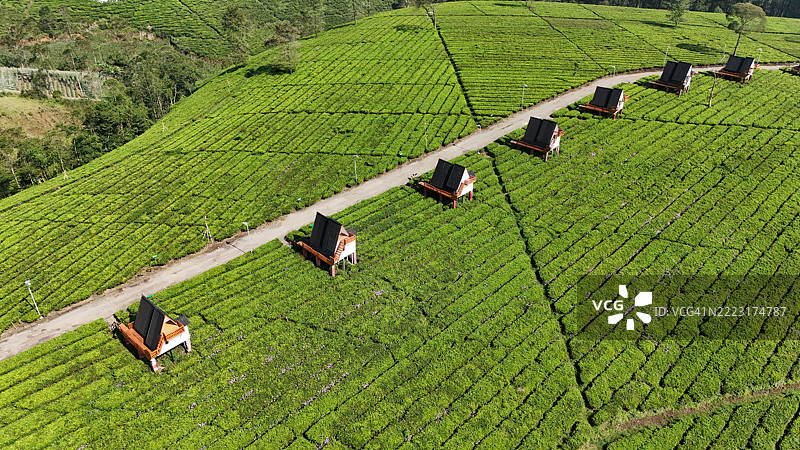印度尼西亚西爪哇的潘加伦甘茶园的美丽风景。图片素材