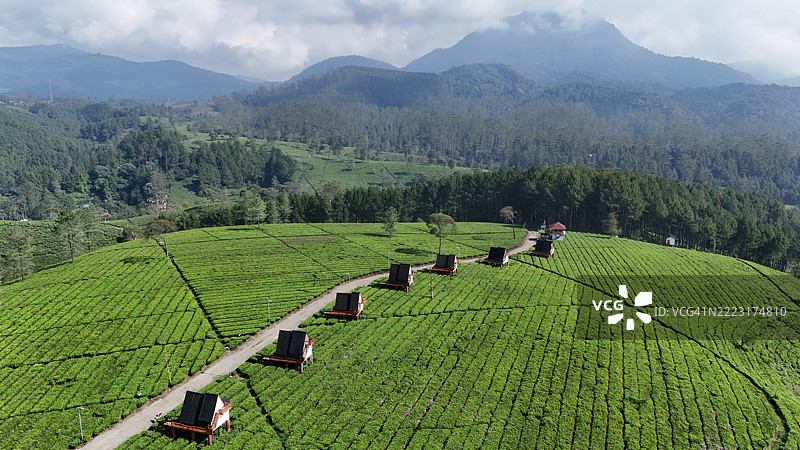 印度尼西亚西爪哇的潘加伦甘茶园的美丽风景。图片素材
