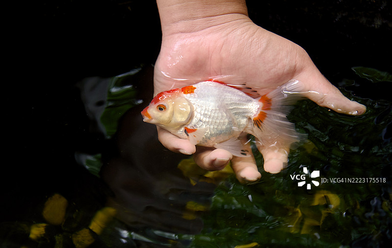 人手中的红白花金鱼图片素材