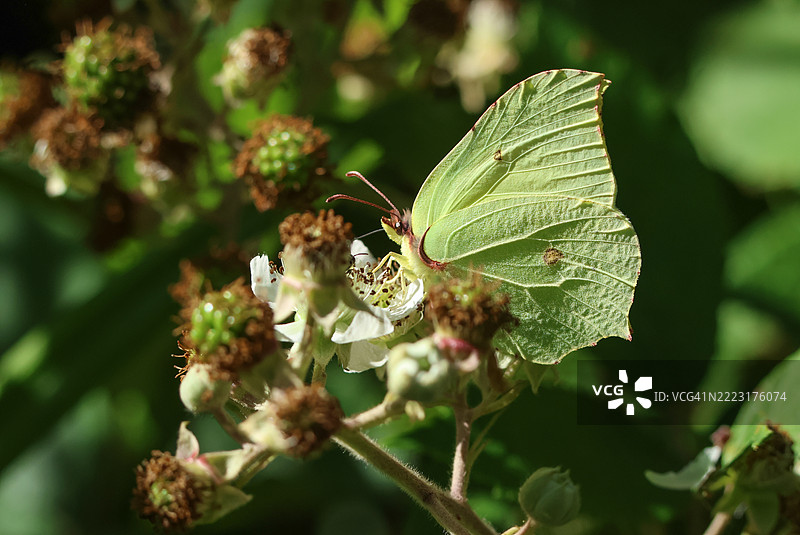 一只美丽的黄翅蝶（Gonepteryx rhamni）在黑莓花上吸 nectar。图片素材