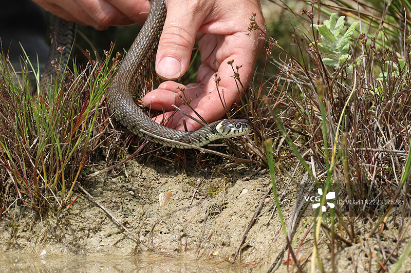 一条草蛇（Natrix natrix）被放生到池塘中。图片素材
