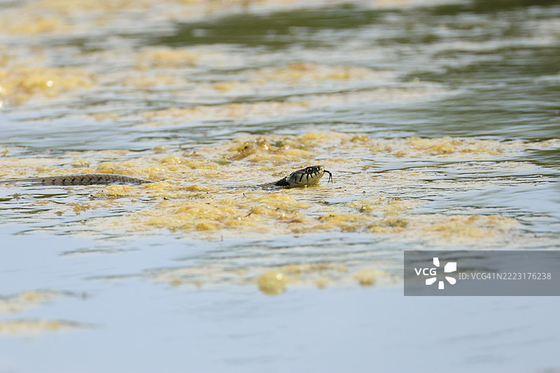 一条草蛇（Natrix natrix）在湖中捕猎食物。图片素材