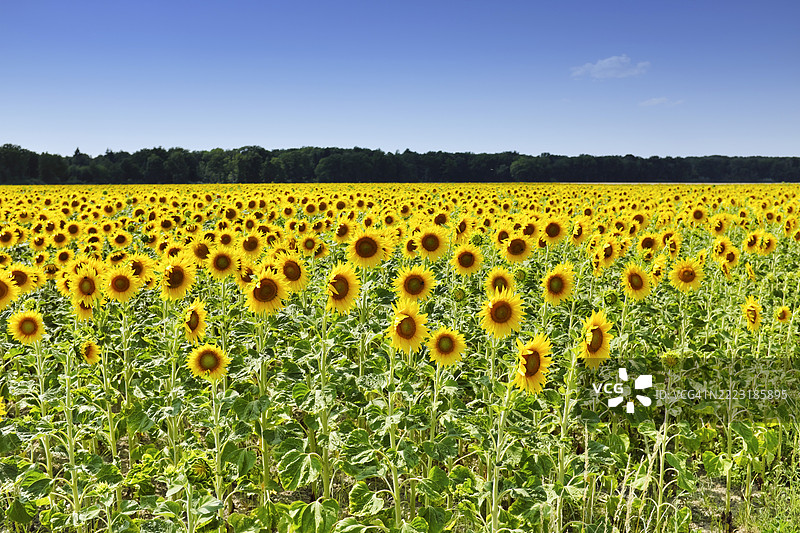 法国塞纳-马恩的向日葵图片素材