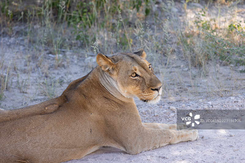 纳米比亚，沙漠，非洲，狮子图片素材