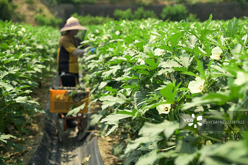 日本农民在阳光明媚的日子里收获秋葵图片素材