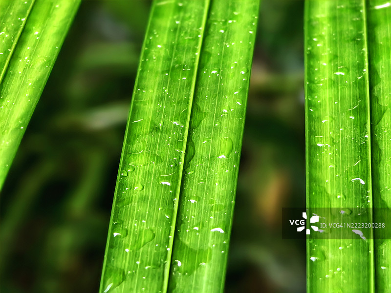 新鲜雨滴落在绿叶上图片素材