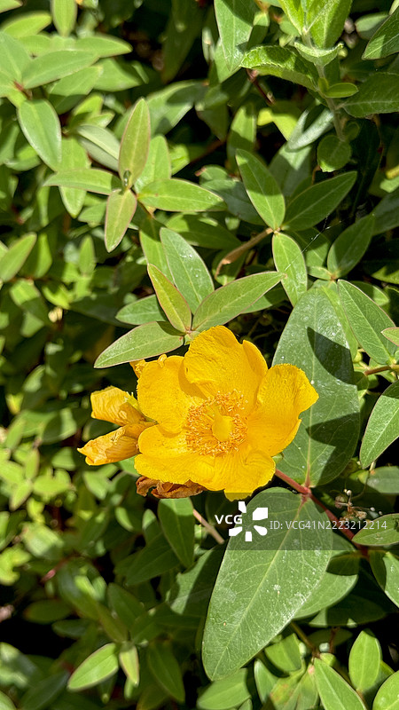 黄花满开的玫瑰木槿（Hypericum calycinum）特写图片素材