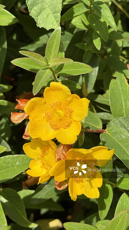 黄花满开的大花紫萼（Hypericum calycinum）特写图片素材