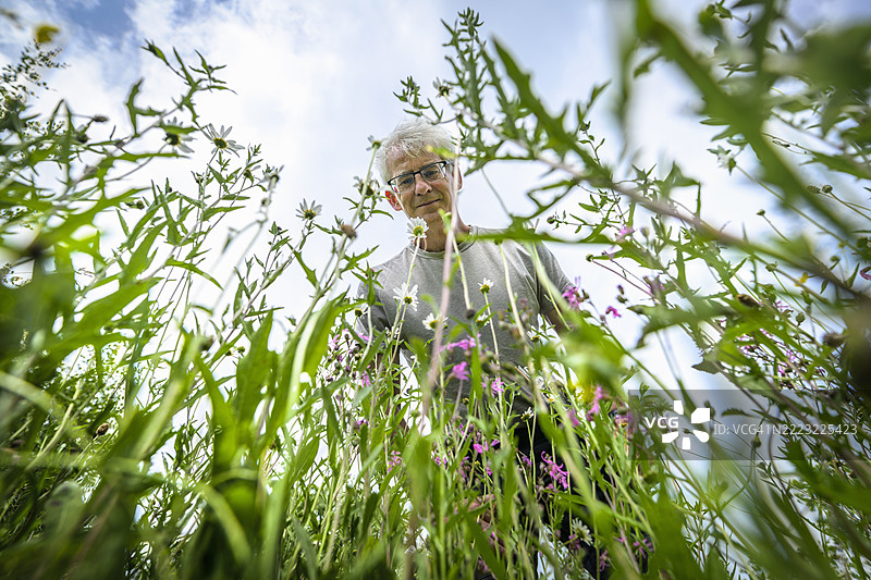 男子在检查野花草甸。实践环境保护和再生，恢复土地的自然状态。草甸中有牛眼菊（Leucanthemum Vulgare）、破布花（Silene Floscuculi）和黑麦草（Centaurea Nigra）。图片素材