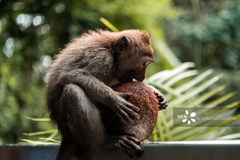 巴厘岛猴子森林中的猴子抱着椰子图片素材