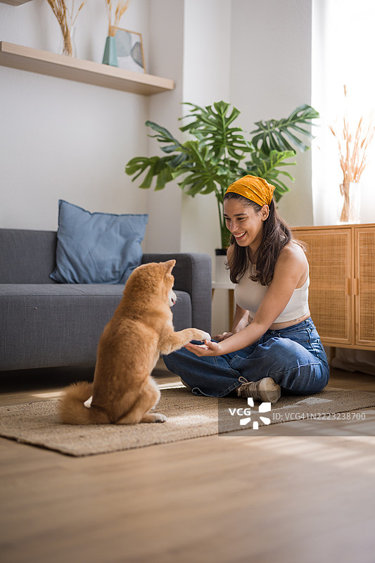 年轻的拉丁裔女性在家中与她的狗进行训练，增进感情图片素材