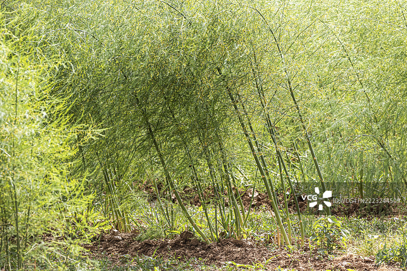 夏季在海尔布隆区的田野中常见的芦笋(Asparagus officinalis)。德国巴登-符腾堡州塔尔海姆,欧洲。图片素材