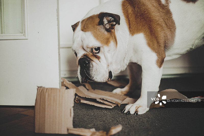 狗咬着并撕扯纸箱。充满活力的顽皮和混乱时刻。图片素材